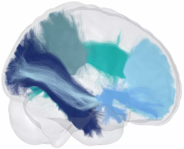 Imagerie du cerveau : fibres cérébrales de différentes nuances de bleu